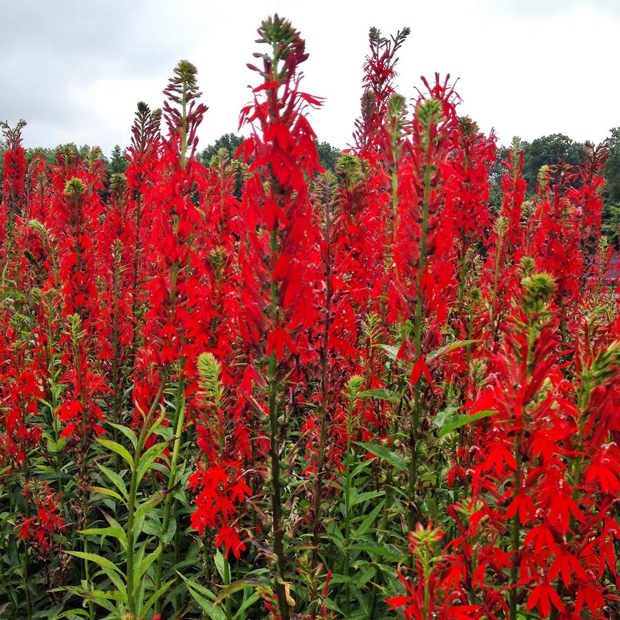 Lobelia cardinalis - Cardinal Flower from Babikow Wholesale Nursery