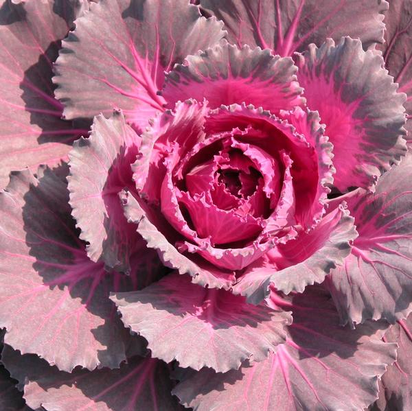 Kale Osaka 'Red' - Ornamental Cabbage from Babikow