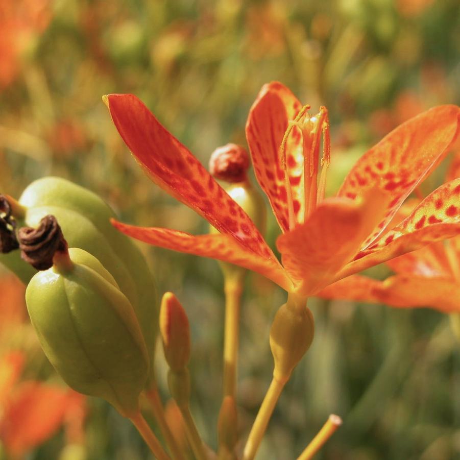 Belamcanda chinensis - Blackberry Lily from Babikow Wholesale Nursery