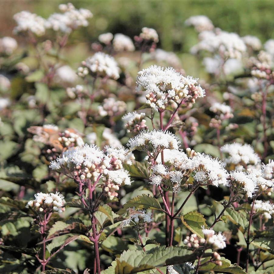 Eupatorium rug. 'Chocolate' - Snakeroot from Babikow Wholesale Nursery