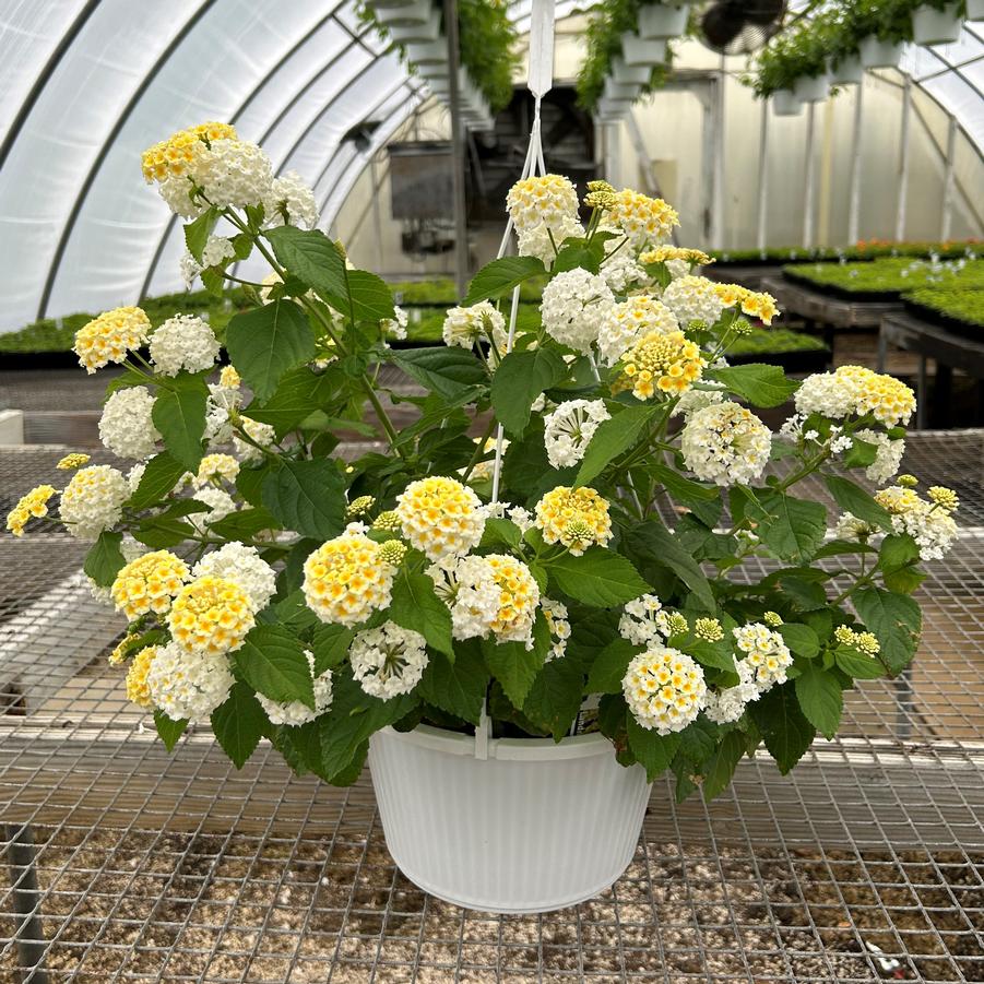 Lantana Hanging Basket- Assorted Colors 