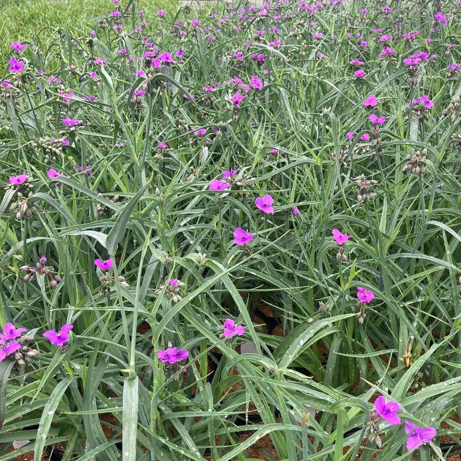 Tradescantia 'Concord Grape' - Spiderwort from Babikow Wholesale Nursery