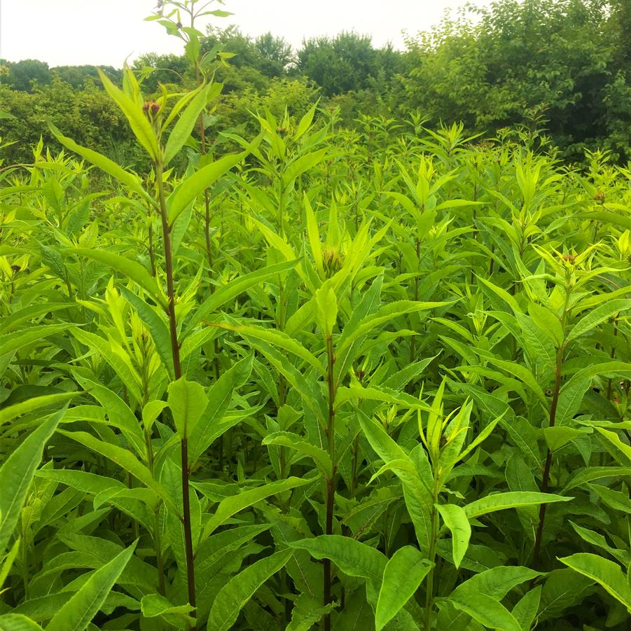 Vernonia glauca - Upland Ironweed from Babikow Wholesale Nursery