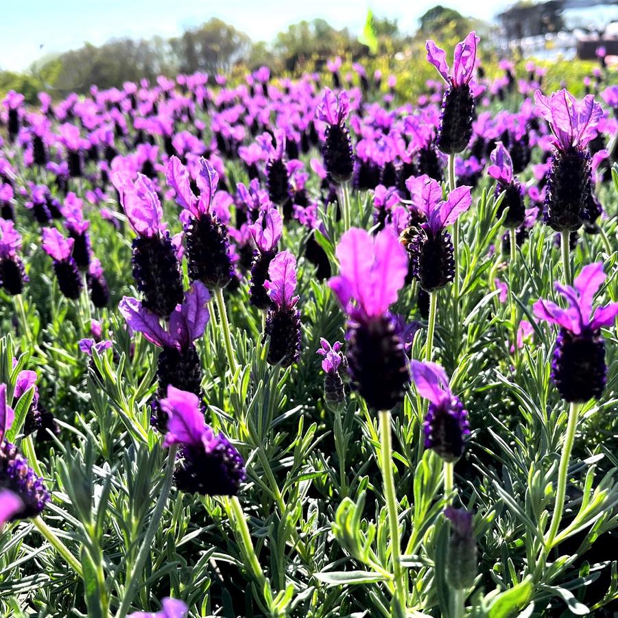 Lavandula spo. 'Anouk' - Spanish Lavender from Babikow