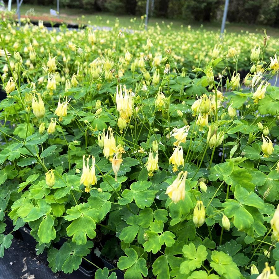 Aquilegia can. 'Corbett' - Wild Columbine from Babikow Wholesale Nursery