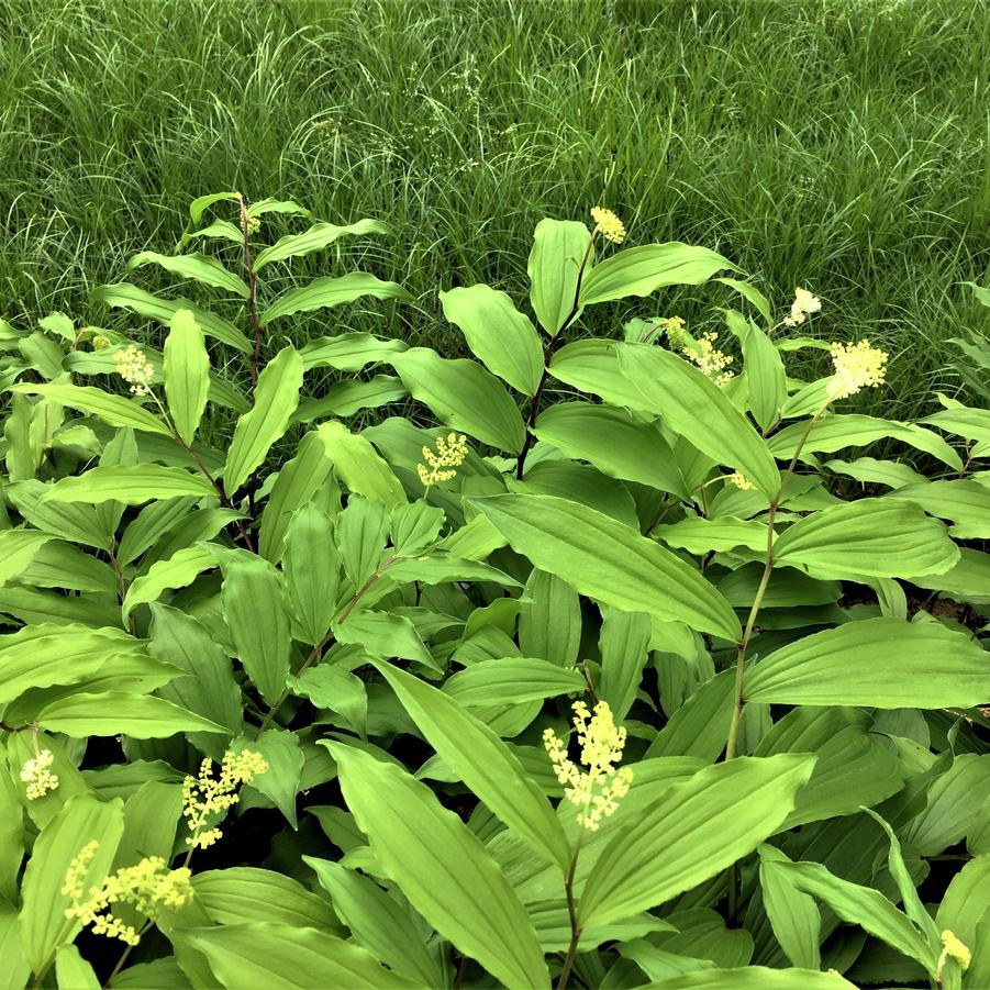 Smilacina racemosa - False Solomon's Seal from Babikow Wholesale Nursery