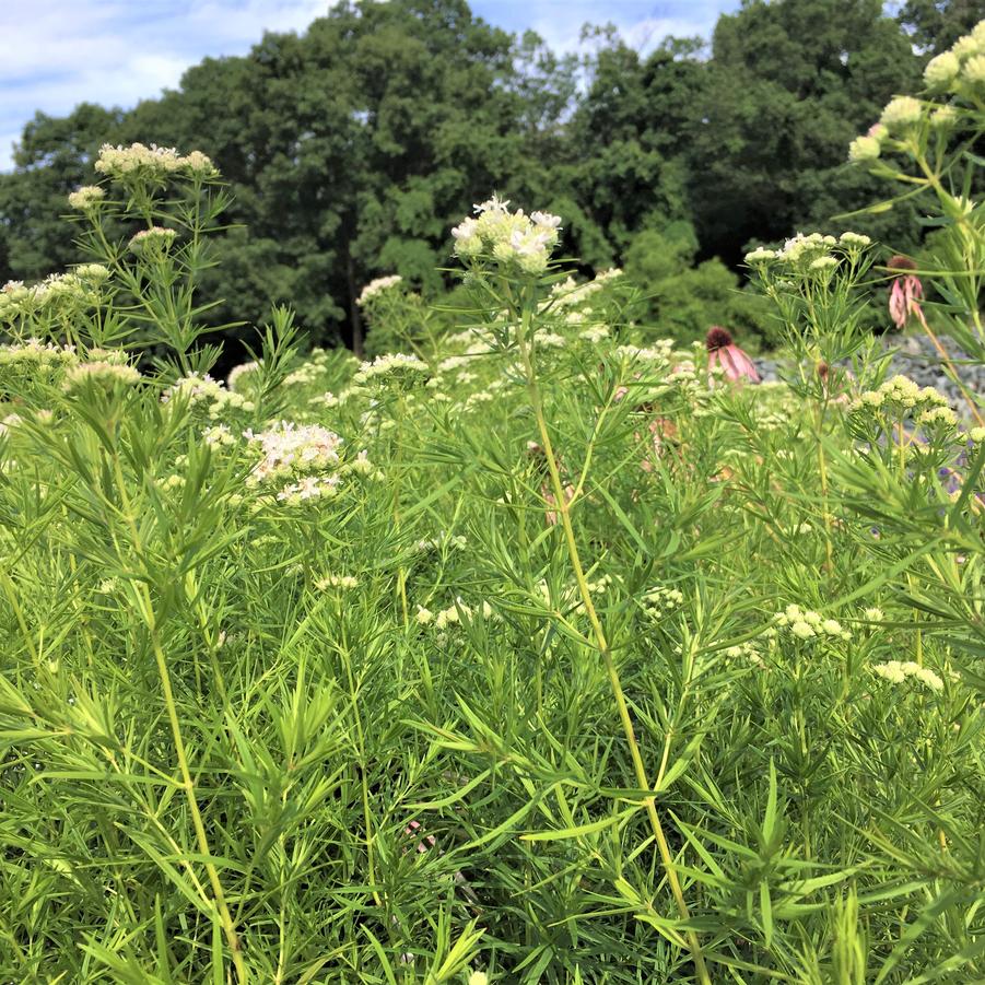 Pycnanthemum tenuifolium - Narrowleaf Mountain Mint from Babikow Wholesale Nursery