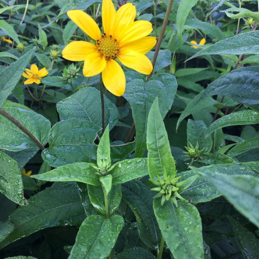 Helianthus divaricatus - Woodland Sunflower from Babikow