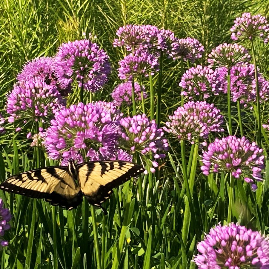 Allium 'Millenium' - Ornamental Onion from Babikow Wholesale Nursery