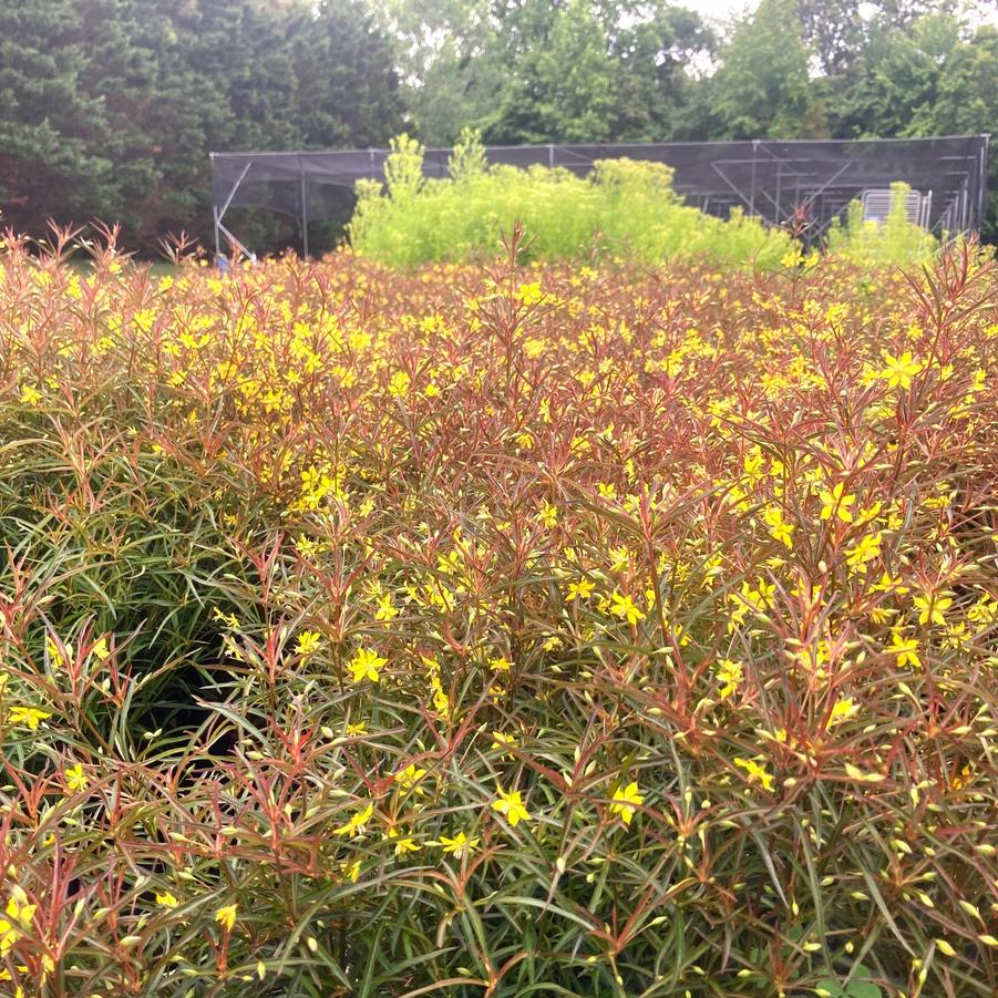 Lysimachia lanc. 'Burgundy Mist' - Lance-leaved loosestrife from Babikow Wholesale Nursery