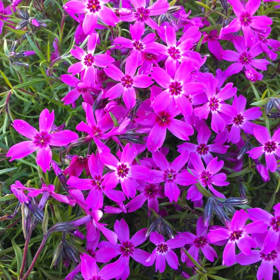 Phlox sub. 'Crimson Beauty' - Moos Phlox from Babikow Wholesale Nursery