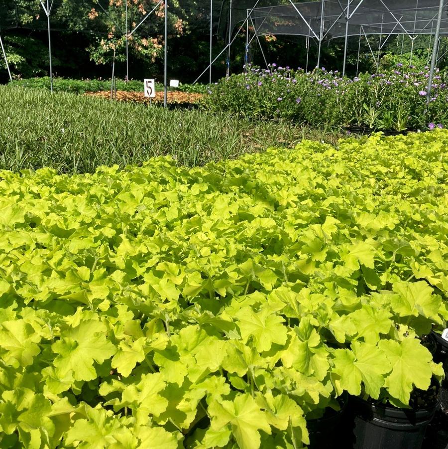 Heuchera x 'Guacamole' - Coral Bells from Babikow Wholesale Nursery