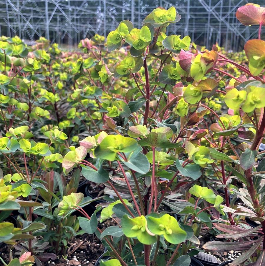 Euphorbia purpurea - from Babikow Wholesale Nursery