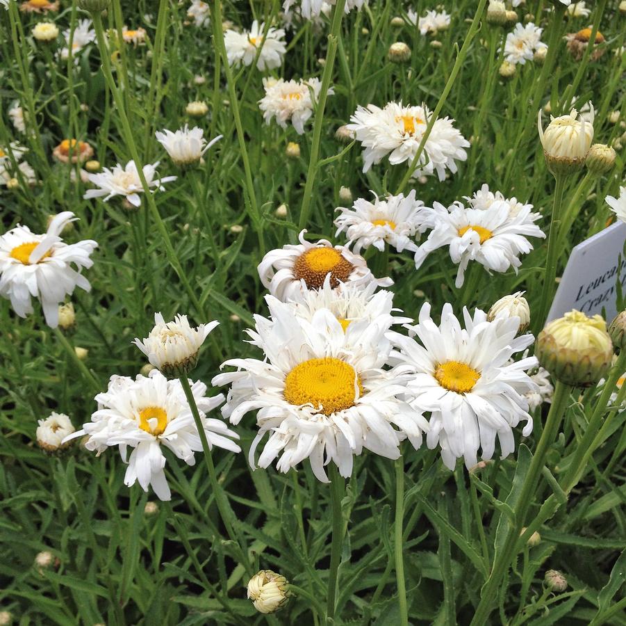 Leucanthemum 'Crazy Daisy' - Shasta Daisy from Babikow Wholesale Nursery