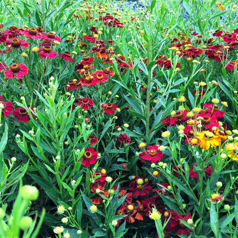 Helenium 'Helena Red Shades' - from Babikow Wholesale Nursery