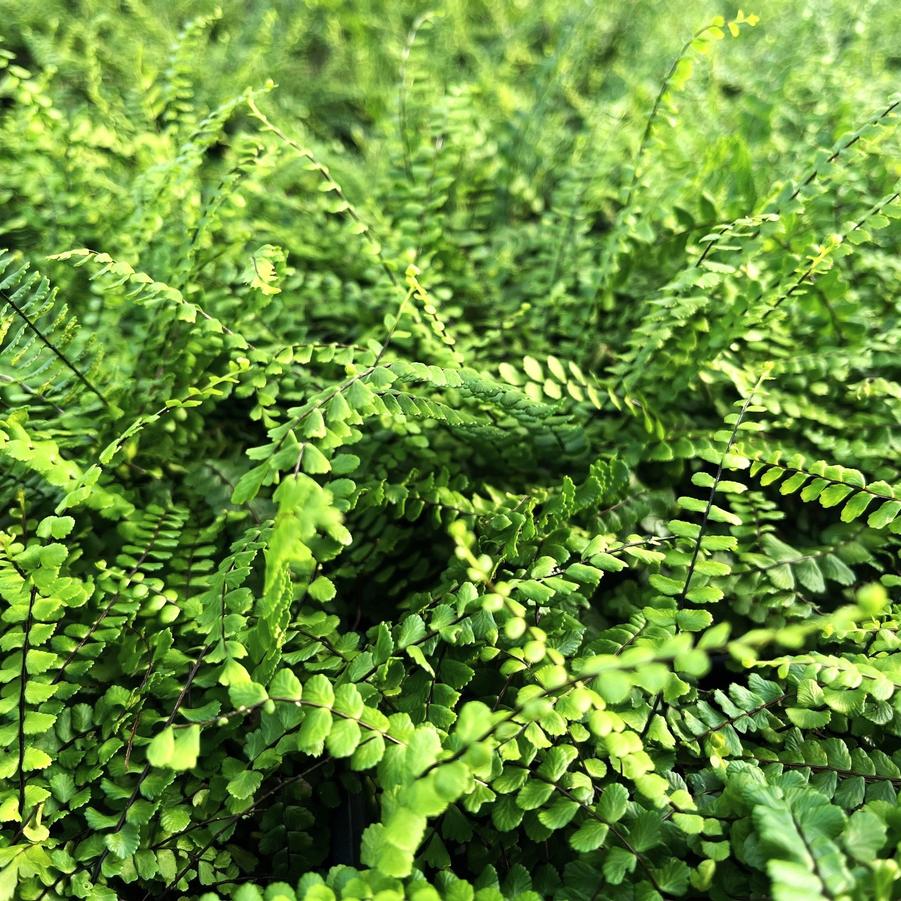 Asplenium trichomanes - Maidenhair Spleenwort from Babikow