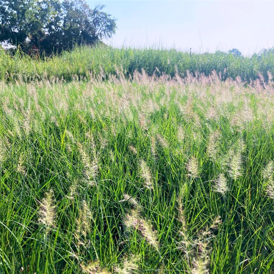 Pennisetum Piglet - Fountain Grass from Babikow Wholesale Nursery