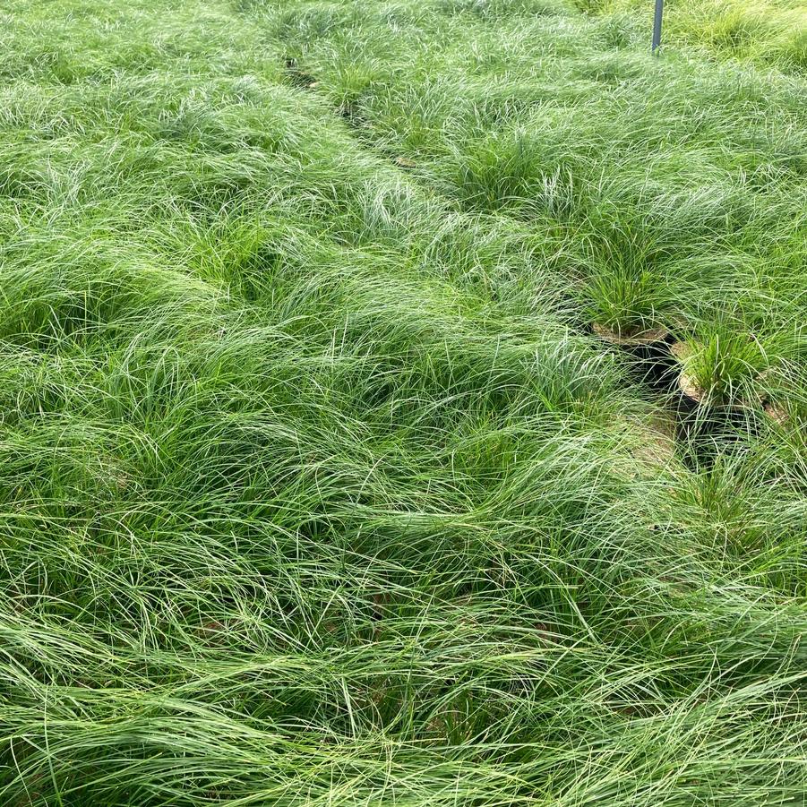 Carex rosea - Rosy Sedge from Babikow Wholesale Nursery