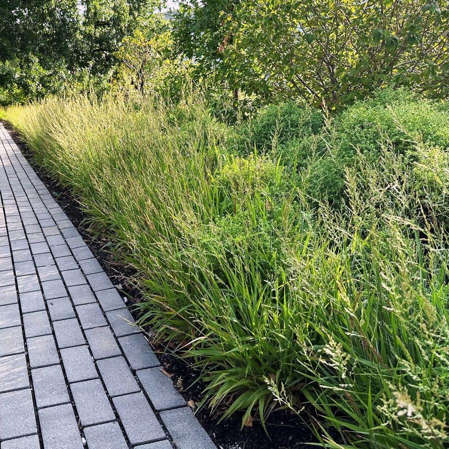 Calamagrostis 'Cheju- Do' - Dwarf Feather Reed Grass from Babikow Wholesale Nursery