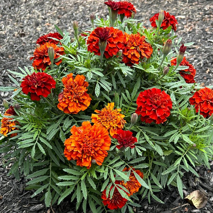 Marigold 'Fireball' - from Babikow Wholesale Nursery