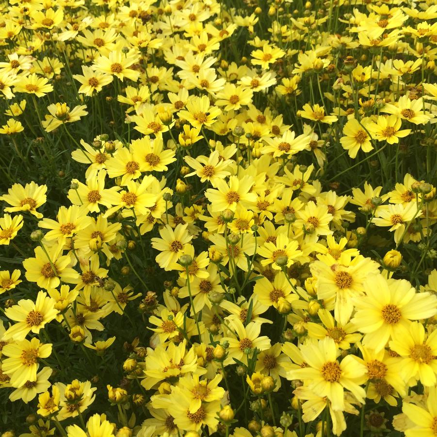 Coreopsis ver. 'Creme Brulee' - from Babikow Wholesale Nursery