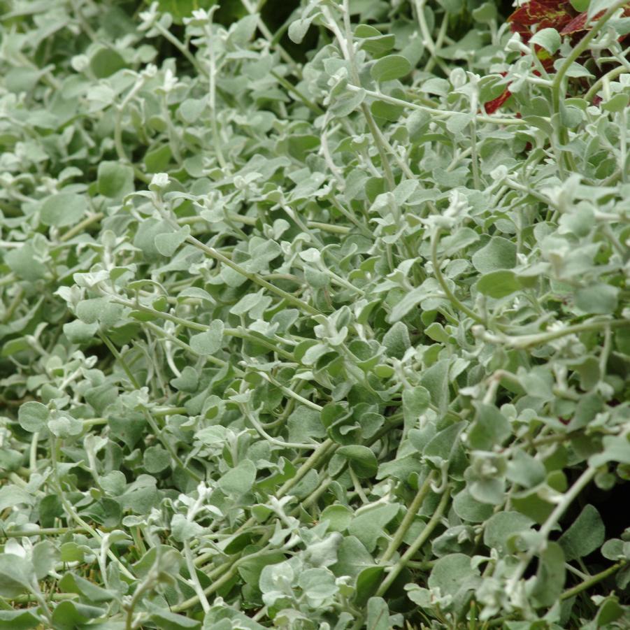 Helichrysum 'Silver Licorice Plant' - from Babikow Wholesale Nursery