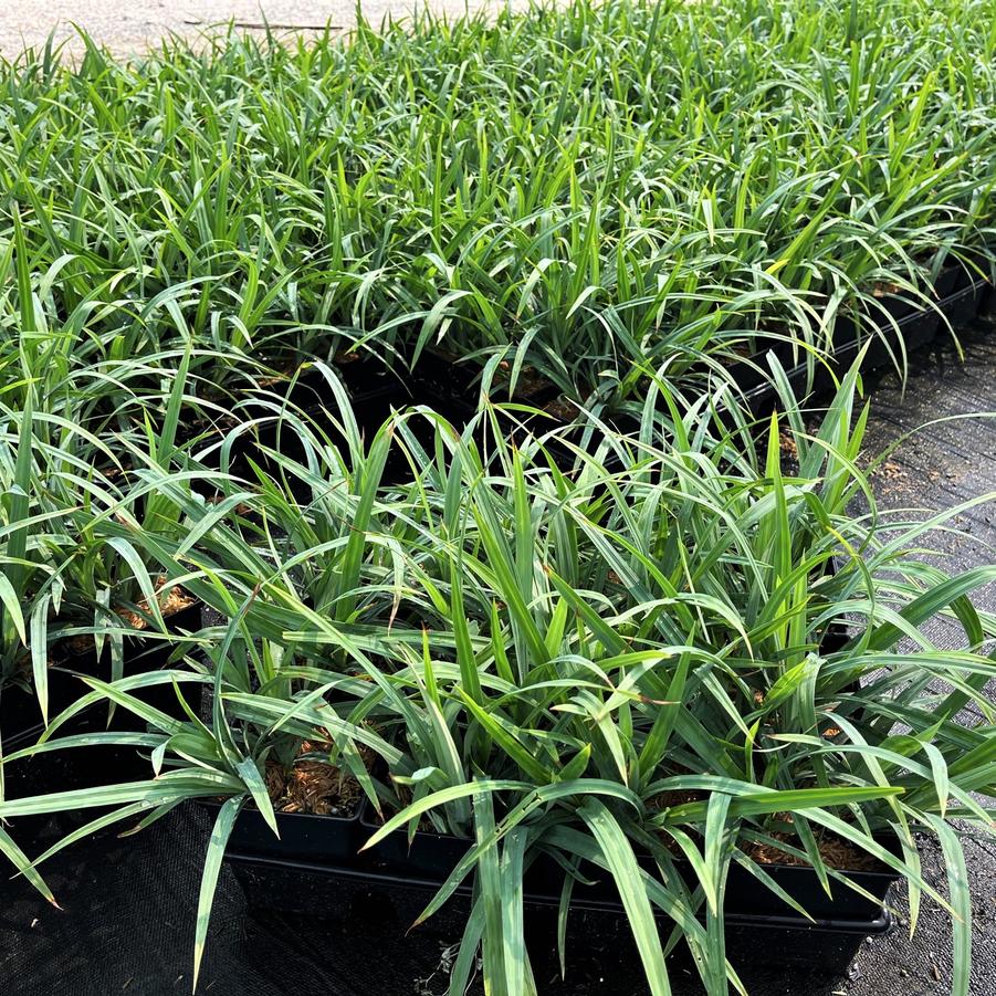 Carex flaccosperma - Blue Wood Sedge from Babikow Wholesale Nursery