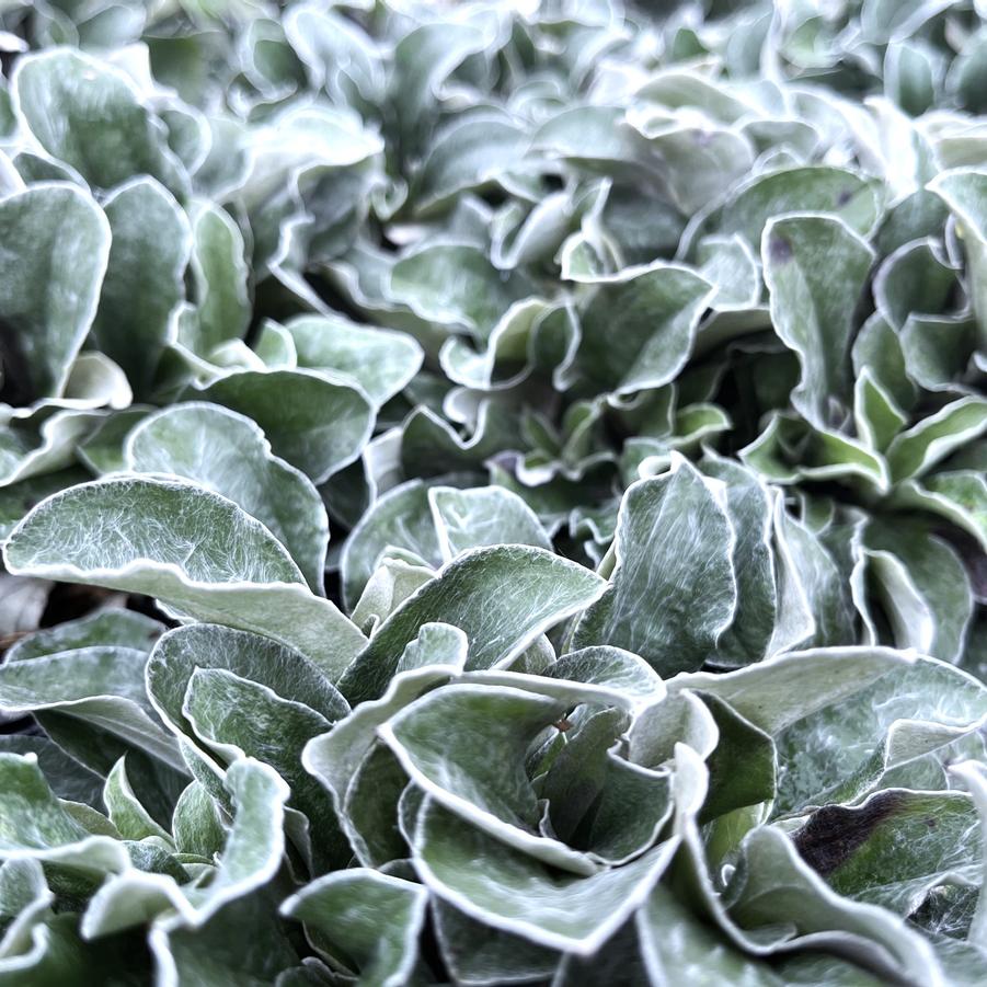 Antennaria plantaginifolia - Pussytoes from Babikow Wholesale Nursery