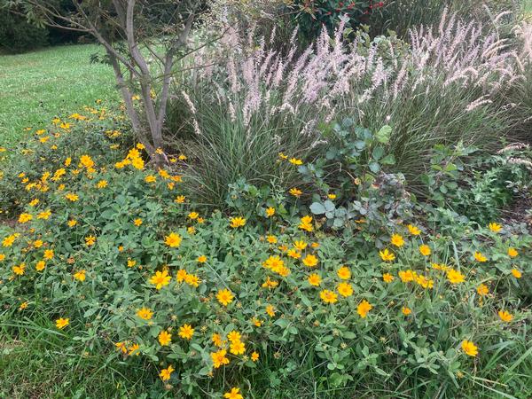 Coreopsis pub. 'Sunshine Superman' - from Babikow