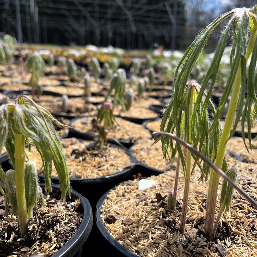 Syneilesis aconitifolia - Shredded Umbrella Plant from Babikow Wholesale Nursery