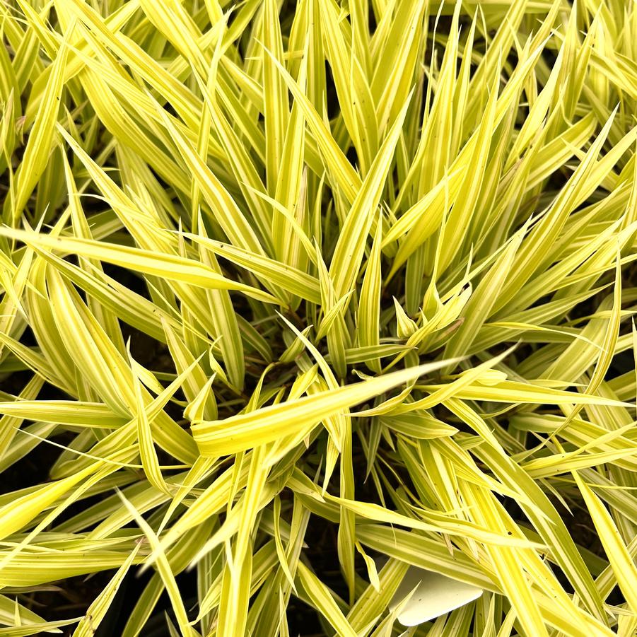 Hakonechloa 'HakBri1' Lemon Zest™ 'Lemon Zest' - Japanese Forest Grass from Babikow Wholesale Nursery