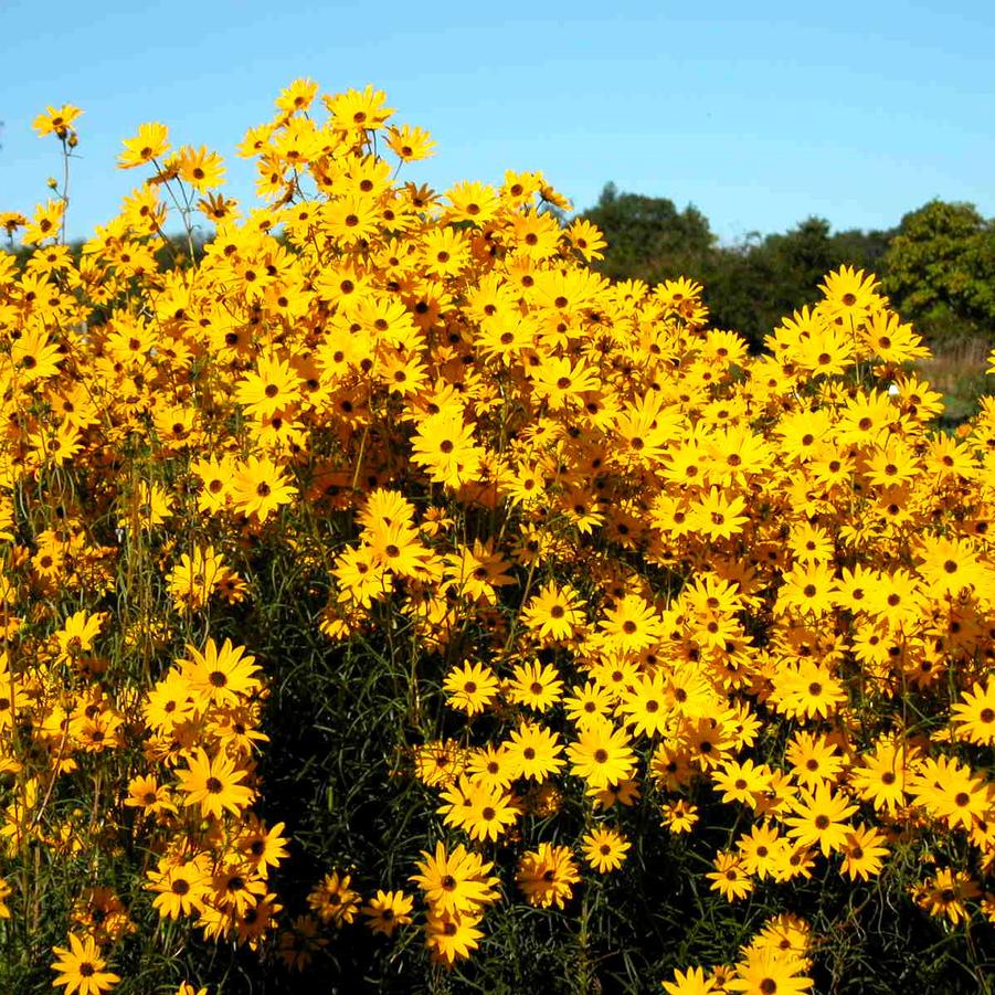 Helianthus ang. 'Gold Lace' - Swamp Sunflower from Babikow Wholesale Nursery