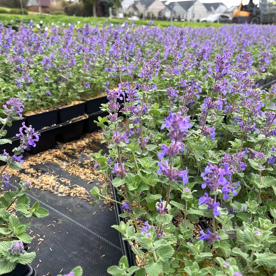 Nepeta 'Early Bird' - Catmint from Babikow Wholesale Nursery