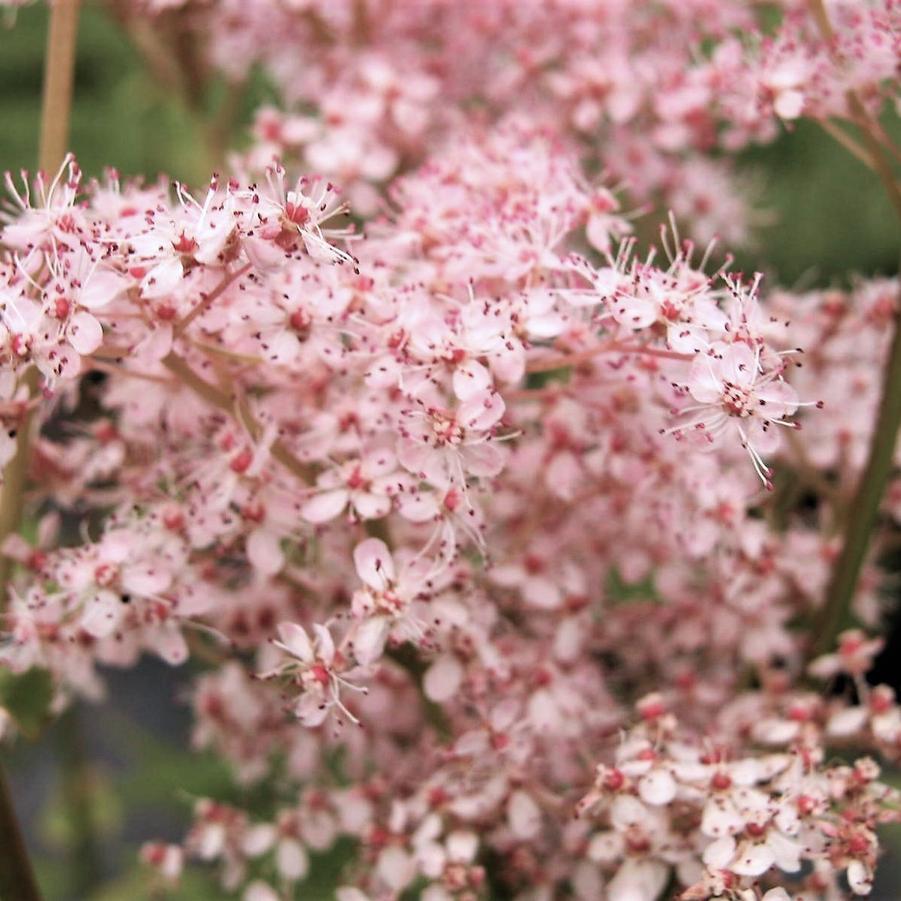 Filipendula pur. 'Elegans' - Meadowsweet from Babikow Wholesale Nursery