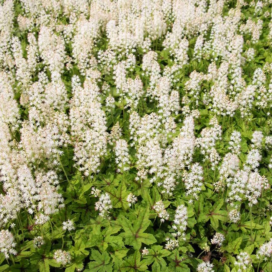 Tiarella 'Elizabeth Oliver' - Foamflower from Babikow Wholesale Nursery