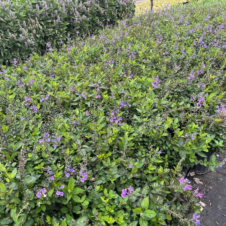 Scutellaria 'Appalachian Blues' - Skullcap from Babikow Wholesale Nursery