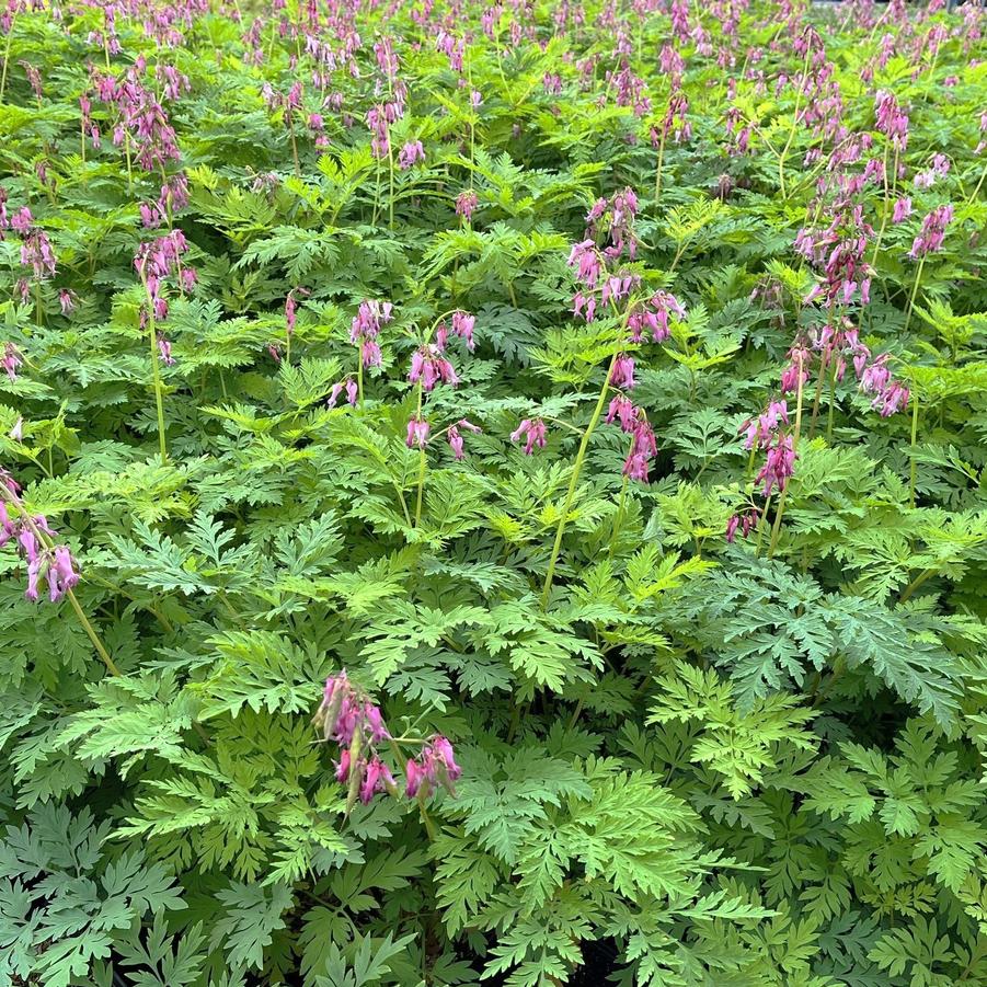 Dicentra eximia - Wild Bleeding Heart from Babikow Wholesale Nursery