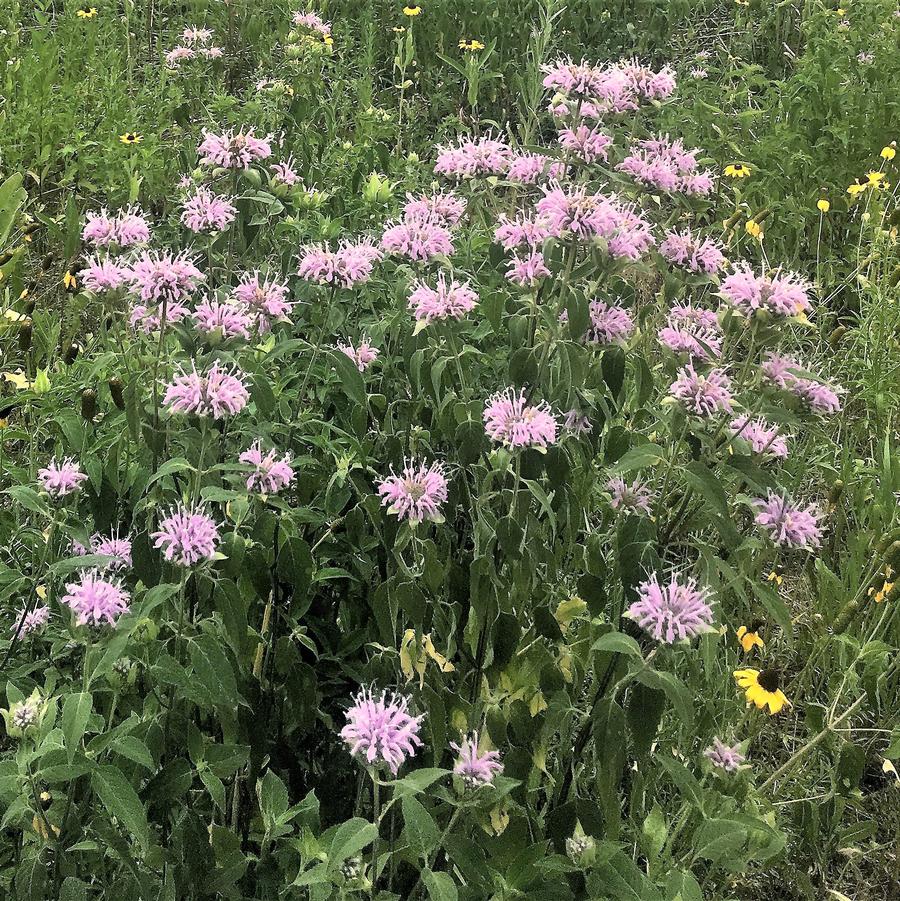 Monarda fistulosa - Wild Bergamot from Babikow