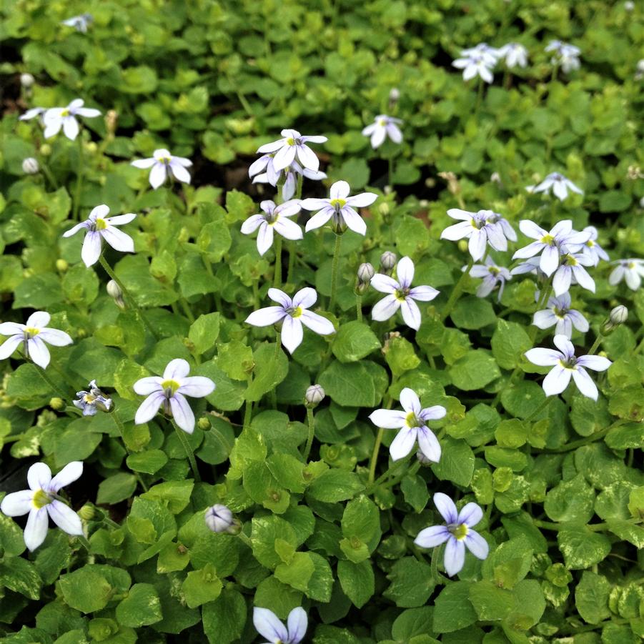 Isotoma fluviatilis - Blue Star Creeper from Babikow Wholesale Nursery