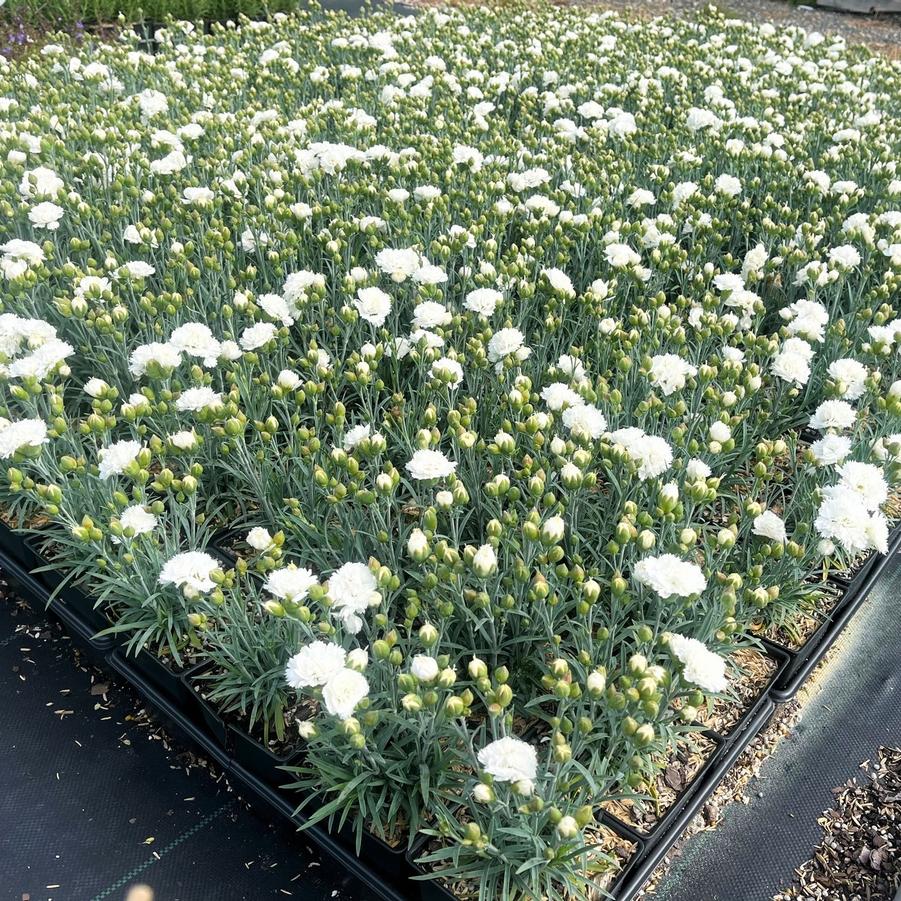 Dianthus 'Early Bird Frosty' - Cheddar Pinks from Babikow