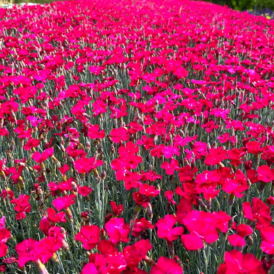 Dianthus 'Frosty Fire' - Cheddar Pinks from Babikow Wholesale Nursery