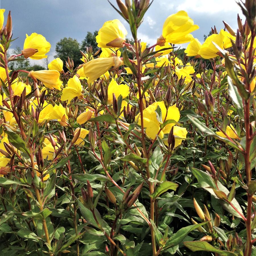 Oenothera fruiticosa - Sundrops from Babikow Wholesale Nursery