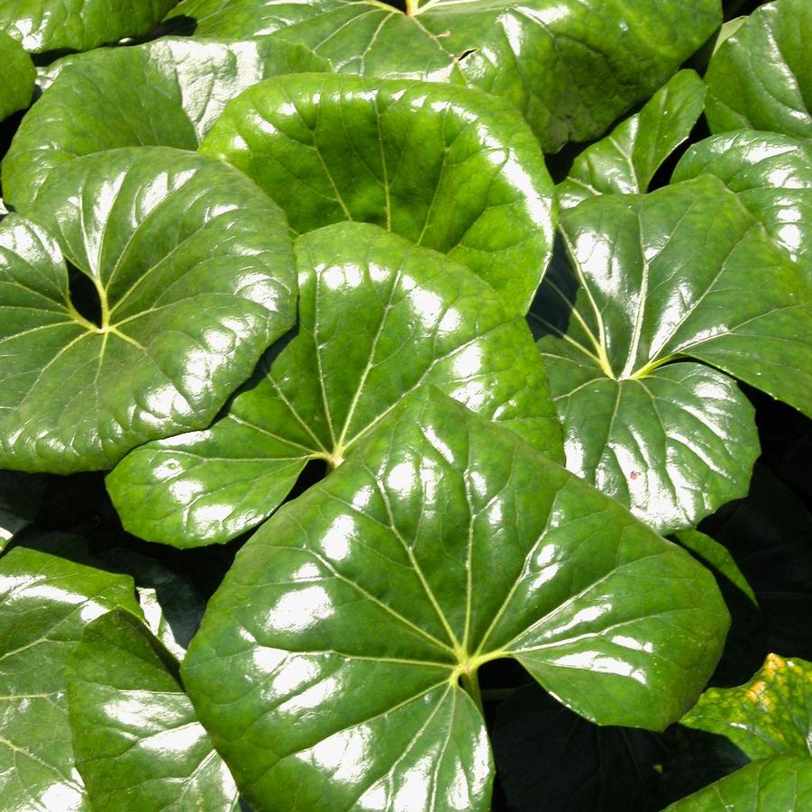 Farfugium 'Giganteum' - Giant Leopard Plant from Babikow Wholesale Nursery