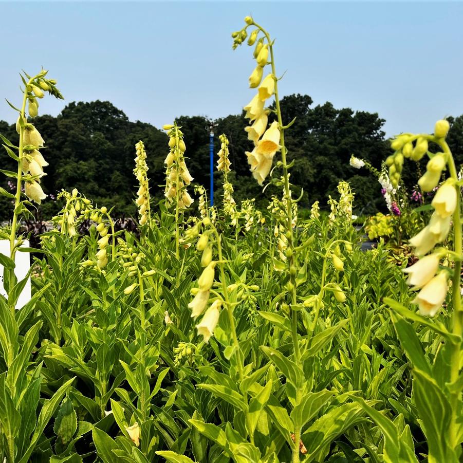 Digitalis grandiflora - Foxglove from Babikow Wholesale Nursery