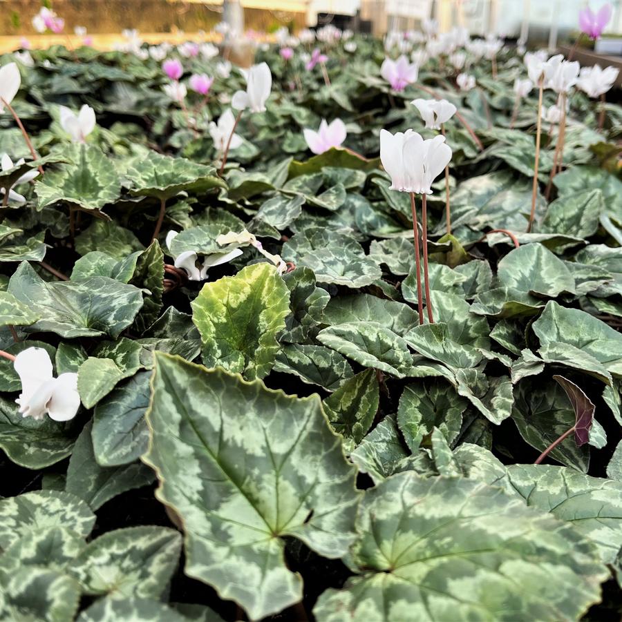 Cyclamen hederifolium - Persian Violet from Babikow Wholesale Nursery