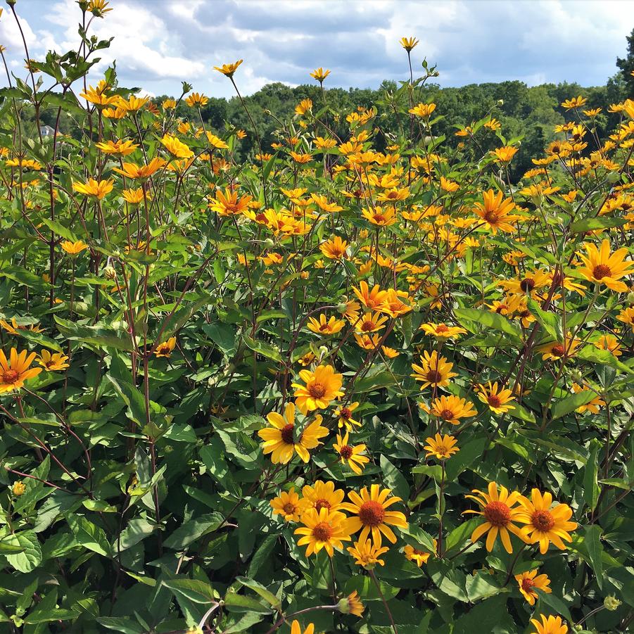 Heliopsis helianthoides - False Sunflower from Babikow Wholesale Nursery