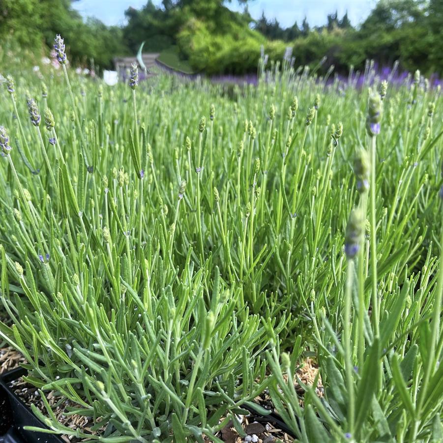 Lavandula ang. 'Hidcote' - Lavender from Babikow Wholesale Nursery