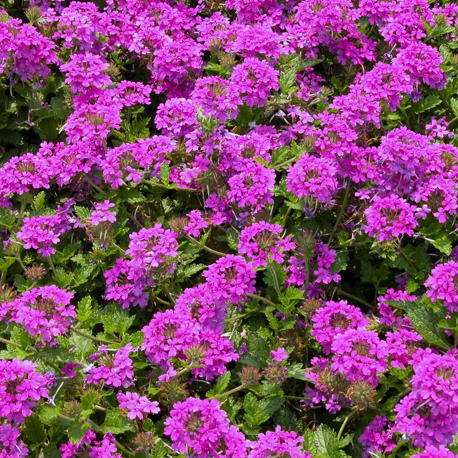 Verbena can. 'Homestead Purple' - Canadian Vervain from Babikow Wholesale Nursery