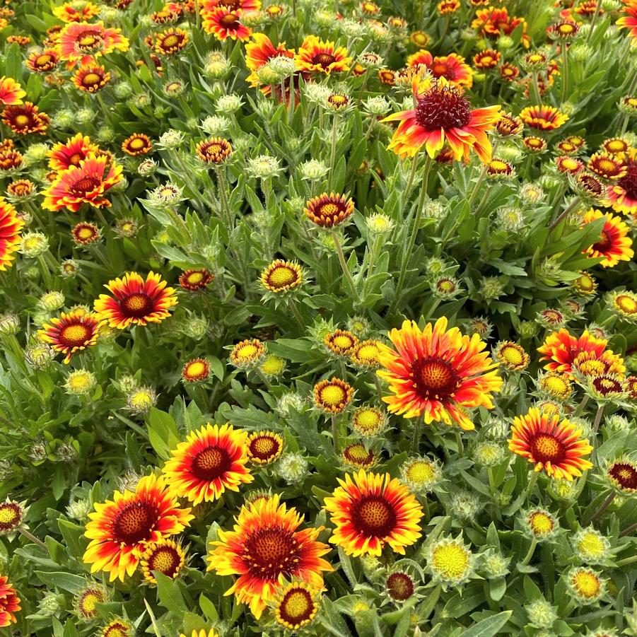 Gaillardia 'Arizona Sun' - Blanket Flower from Babikow Wholesale Nursery