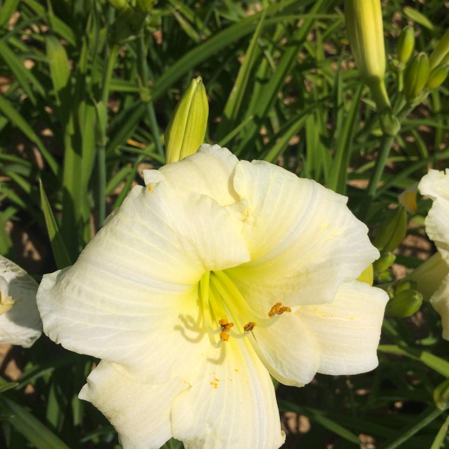 Hemerocallis 'Joan Senior' - Daylily from Babikow Wholesale Nursery